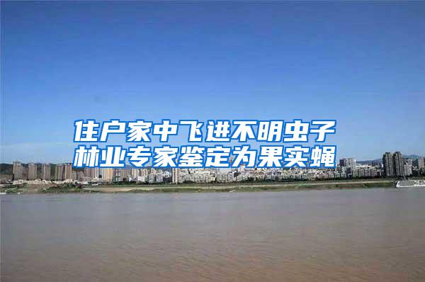 住戶家中飛進(jìn)不明蟲(chóng)子 林業(yè)專家鑒定為果實(shí)蠅