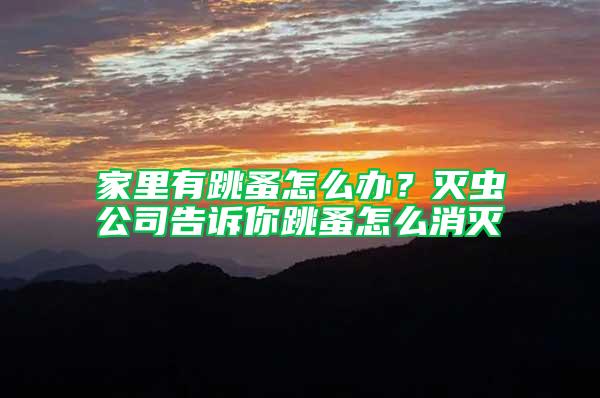 家里有跳蚤怎么辦？滅蟲公司告訴你跳蚤怎么消滅