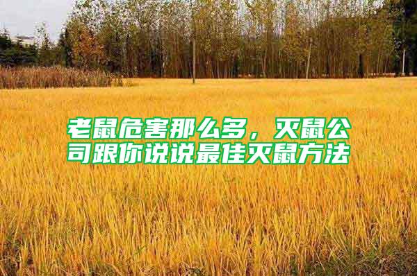 老鼠危害那么多,滅鼠公司跟你說說最佳滅鼠方法