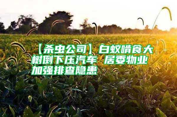 【殺蟲公司】白蟻啃食大樹倒下壓汽車 居委物業(yè)加強(qiáng)排查隱患