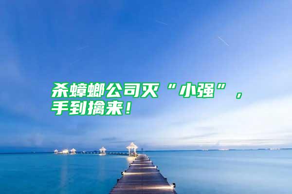 殺蟑螂公司滅“小強”,手到擒來!