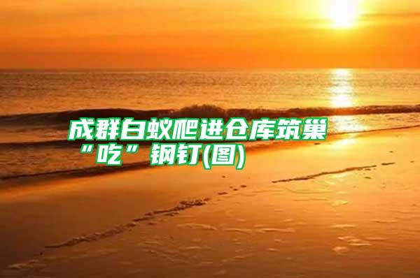 成群白蟻爬進(jìn)倉庫筑巢“吃”鋼釘(圖)