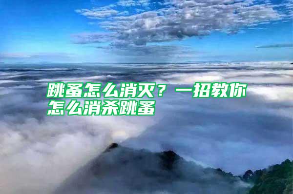 跳蚤怎么消滅?一招教你怎么消殺跳蚤