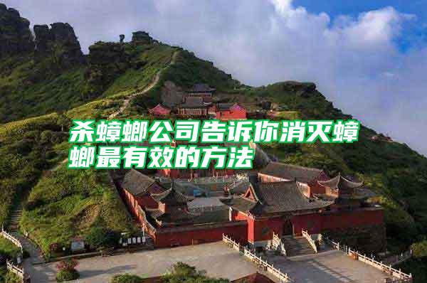 殺蟑螂公司告訴你消滅蟑螂最有效的方法