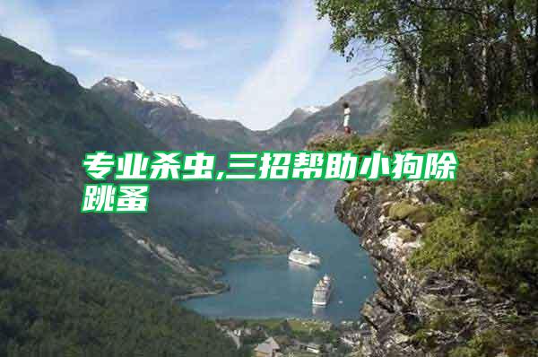 專(zhuān)業(yè)殺蟲(chóng),三招幫助小狗除跳蚤