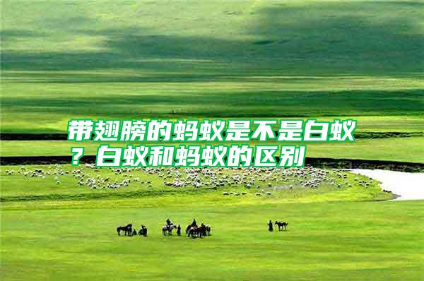 帶翅膀的螞蟻是不是白蟻?白蟻和螞蟻的區(qū)別