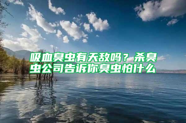 吸血臭蟲有天敵嗎？殺臭蟲公司告訴你臭蟲怕什么