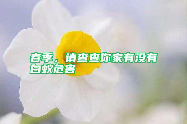 春季,請(qǐng)查查你家有沒有白蟻危害