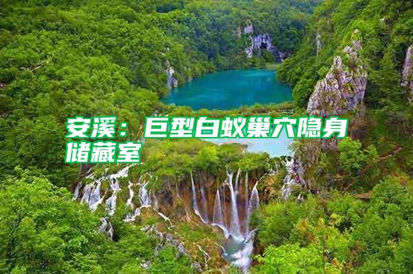 安溪:巨型白蟻巢穴隱身儲藏室