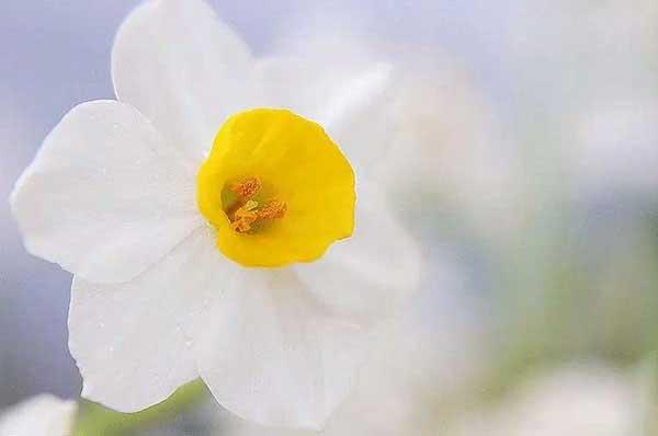 對付蚊子的好方法