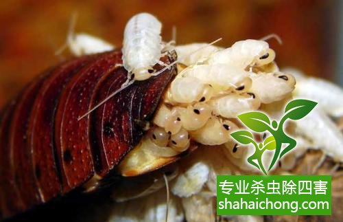 除蟑螂滅蟑螂的方法 如何消滅蟑螂,怎么樣滅除蟑螂