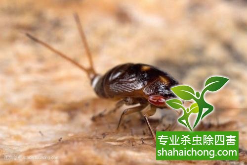 除蟑螂滅蟑螂的方法 如何消滅蟑螂,怎么樣滅除蟑螂