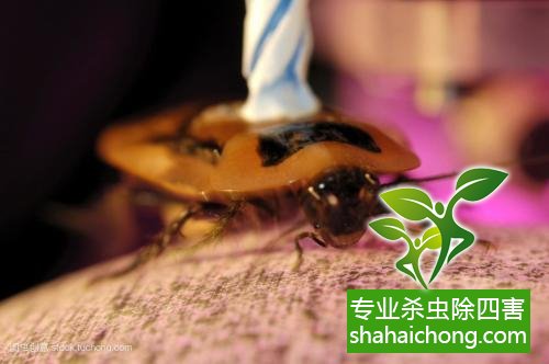 除蟑螂滅蟑螂的方法 如何消滅蟑螂,怎么樣滅除蟑螂