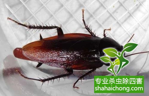 除蟑螂滅蟑螂的方法 如何消滅蟑螂,怎么樣滅除蟑螂