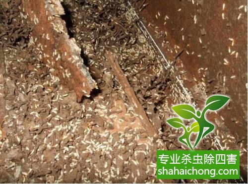 防治白蟻,白蟻防治方法 白蟻怎么治,怎么防治白蟻方法