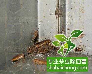 家里有蟑螂怎么辦,蟑螂怎么消滅 殺蟑螂公司怎么樣滅蟑螂