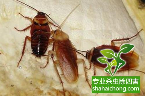 家里有蟑螂怎么辦,蟑螂怎么消滅 殺蟑螂公司怎么樣滅蟑螂