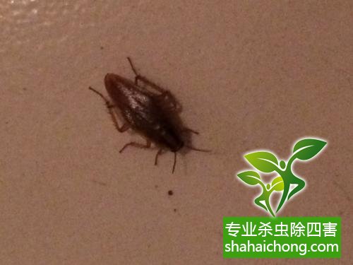 家里有蟑螂怎么辦,蟑螂怎么消滅 殺蟑螂公司怎么樣滅蟑螂