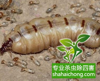 防治白蟻,白蟻防治方法 白蟻怎么治,白蟻防治方法