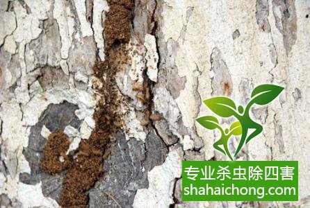 防治白蟻,白蟻防治方法 白蟻怎么治,白蟻防治方法