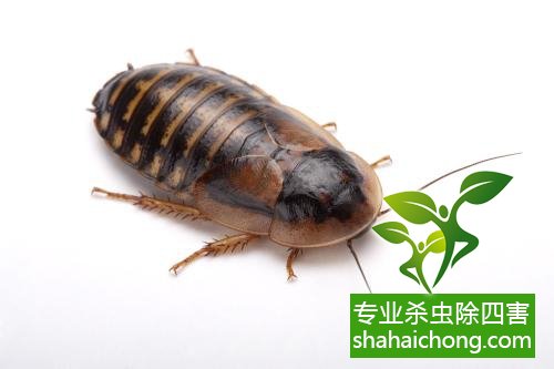 除蟑螂滅蟑螂的方法 如何消滅蟑螂,怎么樣滅除蟑螂