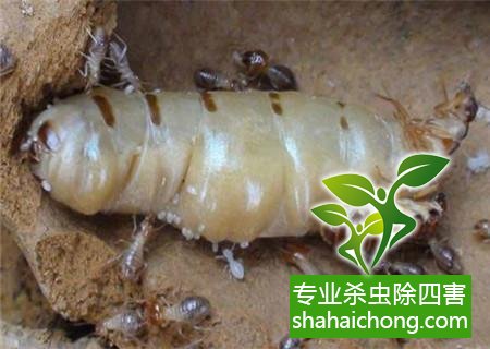 防治白蟻,白蟻防治方法 白蟻怎么治,怎么防治白蟻方法