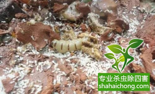 防治白蟻,白蟻防治方法 白蟻怎么治,怎么防治白蟻方法