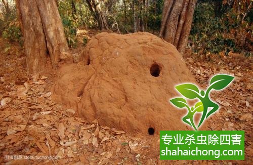 防治白蟻,白蟻防治方法 白蟻怎么治,怎么防治白蟻方法