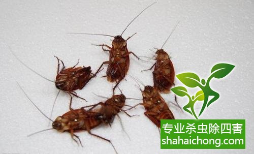 家里有蟑螂怎么辦,蟑螂怎么消滅 殺蟑螂公司怎么樣滅蟑螂