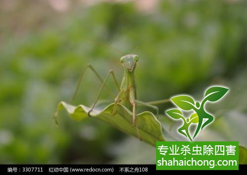 家里有蟑螂怎么辦,蟑螂怎么消滅 殺蟑螂公司怎么樣滅蟑螂