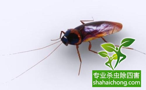 家里有蟑螂怎么辦,蟑螂怎么消滅 殺蟑螂公司怎么樣滅蟑螂