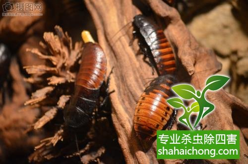 除蟑螂滅蟑螂的方法 如何消滅蟑螂,怎么樣滅除蟑螂