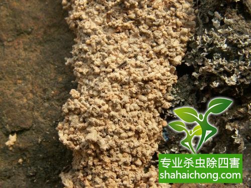 防治白蟻,白蟻防治方法 白蟻怎么治,怎么防治白蟻方法