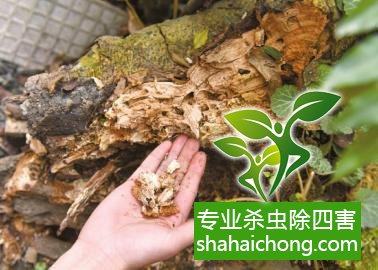 防治白蟻,白蟻防治方法 白蟻怎么治,怎么防治白蟻方法