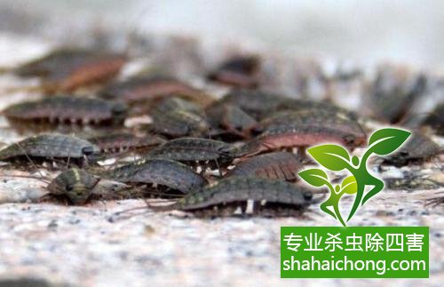 如何消滅蟑螂,怎么樣滅除蟑螂