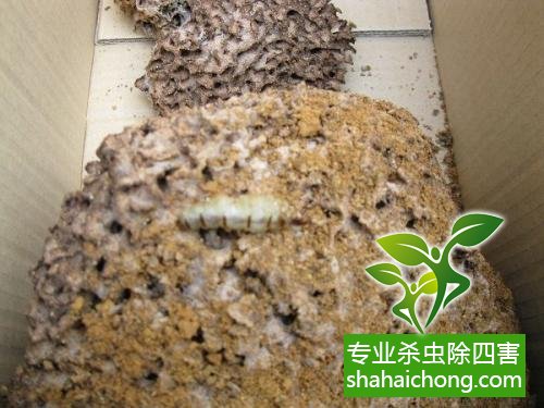 防治白蟻,白蟻防治方法 白蟻怎么治,怎么防治白蟻方法